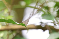 Jamides alecto dromicus