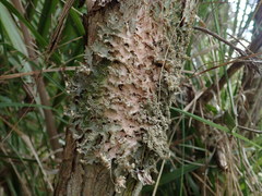 Pseudocyphellaria wilkinsii