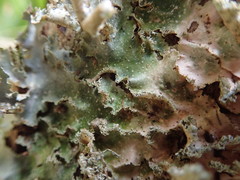 Pseudocyphellaria wilkinsii