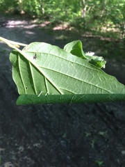 Dichomeris ligulella