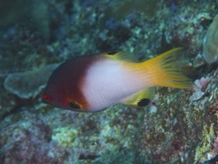 Bodianus axillaris