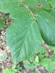 Dichomeris ligulella