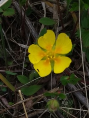 Potentilla stolonifera
