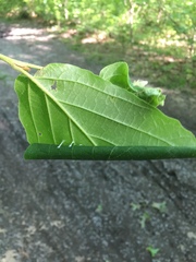 Dichomeris ligulella