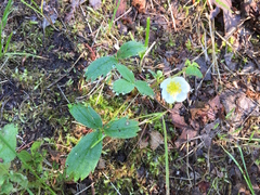 Fragaria virginiana glauca
