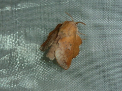 Phyllodesma tremulifolia