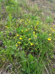 Potentilla stolonifera