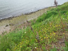Potentilla stolonifera