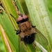 Black-bellied Clusterfly - Photo (c) Jyrki Sahinoja, some rights reserved (CC BY-NC), uploaded by Jyrki Sahinoja