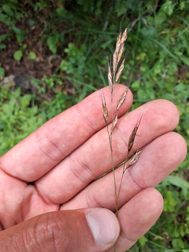 Image of Helictochloa versicolor by no rights reserved