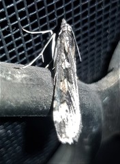 Nomophila corticalis