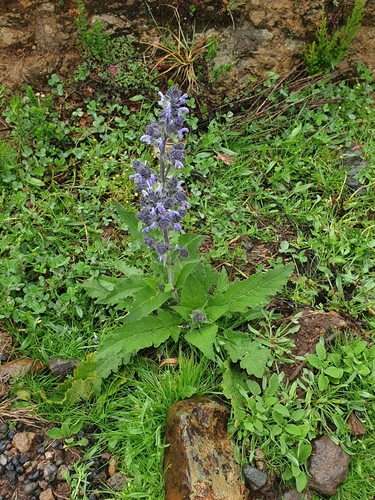 Image of Salvia merjamie by no rights reserved