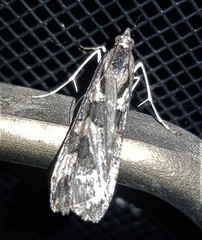 Nomophila corticalis