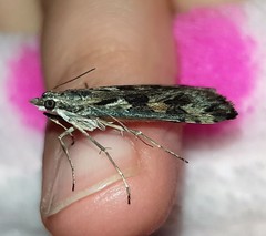 Nomophila corticalis