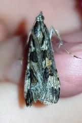 Nomophila corticalis