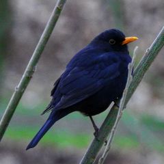 Turdus merula