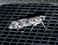 Nomophila corticalis