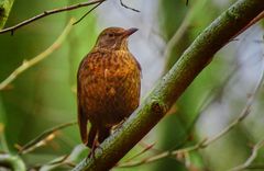 Turdus merula