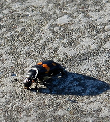 Nicrophorus defodiens