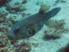 Arothron caeruleopunctatus