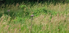 Cirsium palustre