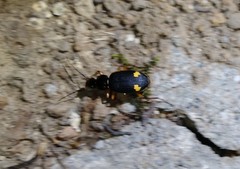 Chlaenius bioculatus