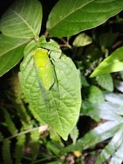 Chremistica ochracea