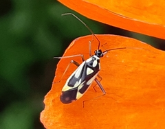 Grypocoris stysi
