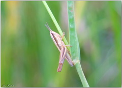 Euchorthippus albolineatus