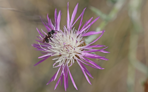Parammobatodes minutus