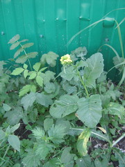 Rhamphospermum arvense
