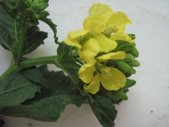 Rhamphospermum arvense