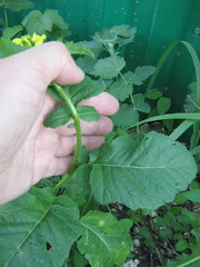 Rhamphospermum arvense
