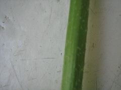 Rhamphospermum arvense