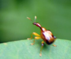 Leptapoderus balteatus