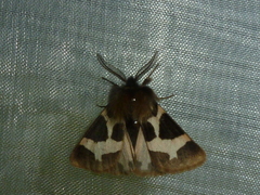 Watsonarctia deserta