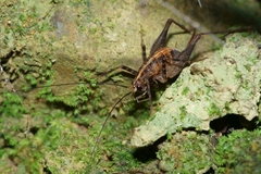 Pleioplectron hudsoni