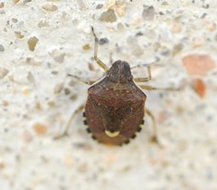 Holcostethus sphacelatus