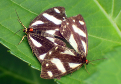 Psychostrophia melanargia