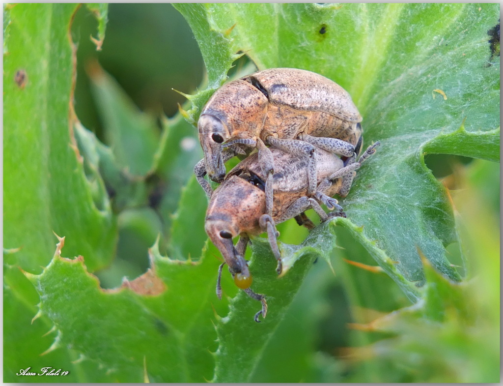 Larinus buccinator