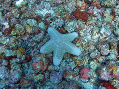 Choriaster granulatus