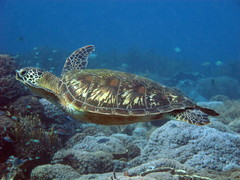 Chelonia mydas