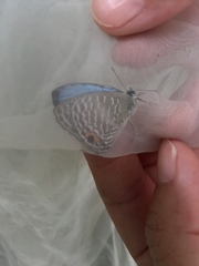 Jamides alecto dromicus