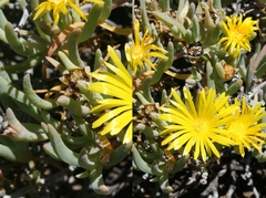 Malephora thunbergii