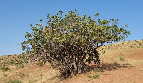 Foto de Pistache