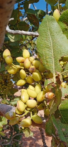 Foto de Pistache