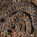 Montivipera albizona - Photo (c) Gert Jan Verspui, algunos derechos reservados (CC BY-NC), subido por Gert Jan Verspui