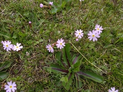 Primula nutans