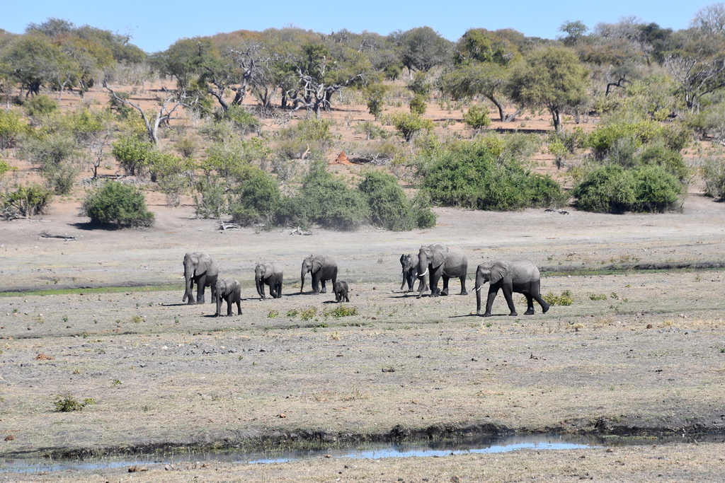Loxodonta africana, , by angela_husfeld