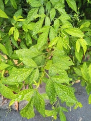 Ohwia caudata